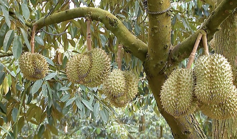 Thời gian tới, xuất khẩu riêng sẽ cạnh tranh khốc liệt về chất lượng và giá thành.