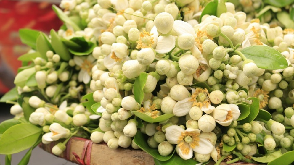 Hoa bưởi vừa mua về đã héo, làm ngay những bước này để hoa tươi lâu cả tuần, hương thơm lâu tàn