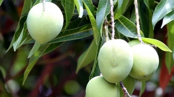 Loại quả tưởng ăn chín mới tốt, hoá ra ăn xanh còn tốt gấp bội, thái chỉ làm nộm nhìn thôi cũng thèm