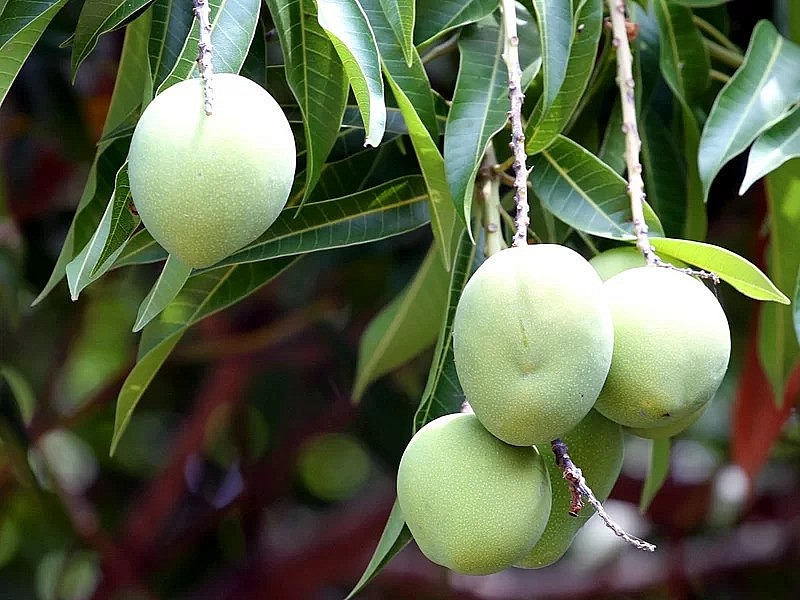 Loại quả tưởng ăn chín mới tốt, hoá ra ăn xanh còn tốt gấp bội, thái chỉ làm nộm nhìn thôi đã thèm