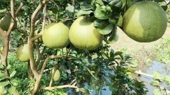 "Thủ phủ" bưởi da xanh vui vì xuất khẩu Mỹ chưa lâu giờ buồn vì rớt thảm, dân tính chuyện bỏ vườn