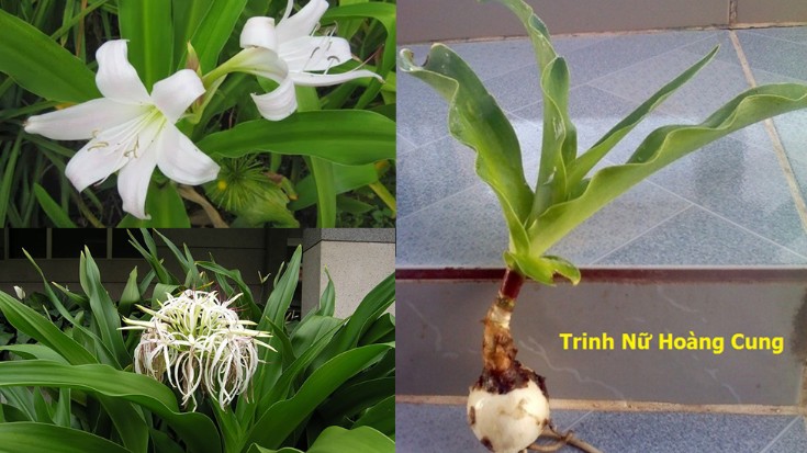 Trinh nữ hoàng cung – Vị thuốc mang đến nhiều lợi ích cho sức khỏe con người