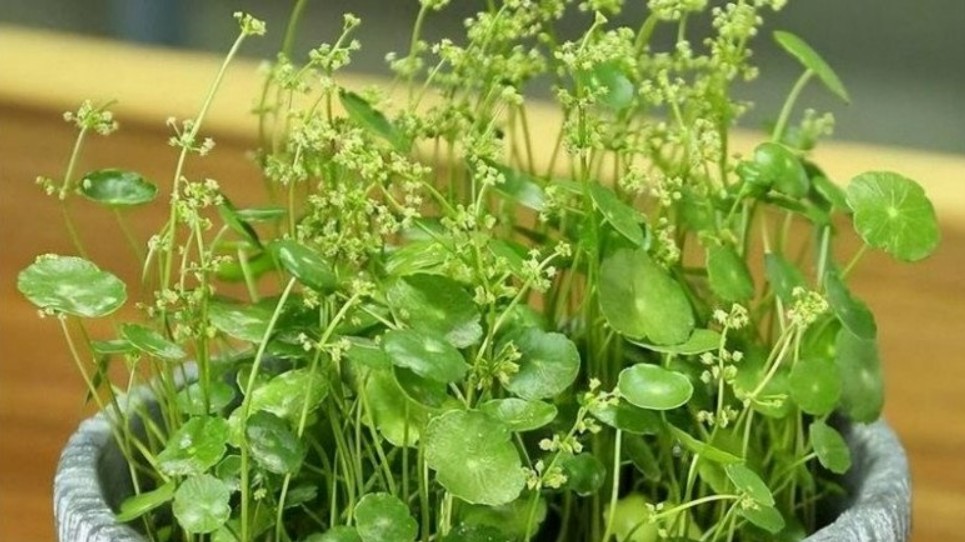 Đừng vội mừng khi thấy hoa nở, 4 loại cây đột nhiên nở hoa là phúc hay họa cũng nên thận trọng