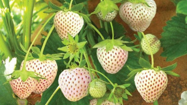 Loại dâu tây "bạch tạng" trồng ở nước ta, luôn trong tình trạng “cháy hàng” dù giá bán lên đến triệu đồng/kg