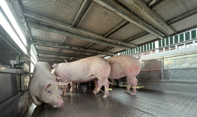 Giá heo hơi hôm nay (12/3) giảm sâu, vừa chịu thua lỗ các trại chăn nuôi ở Đồng Nai tiếp tục gặp khó khi phải di dời.