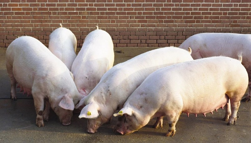 Giá heo hơi hôm nay (12/3) thị trường trong phiên cuối tuần, hiện thương lái thu mua heo hơi với số lượng ít và chọn lọc.