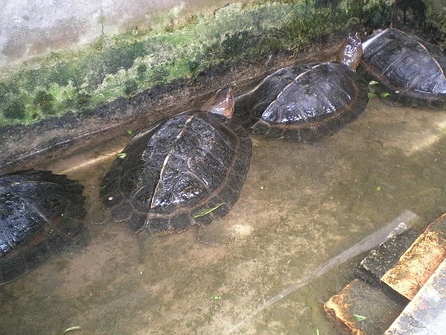 Chúng sống trong môi trường nước