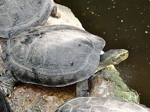 Càng đước hay còn gọi rùa răng 