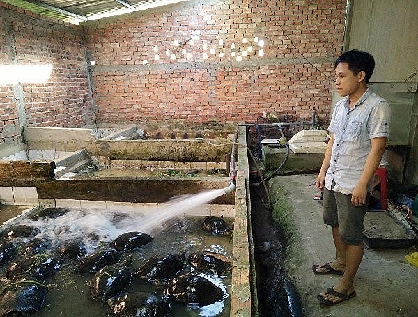 Anh Nguyễn Ngọc Trị  thay nước trong chuồng nuôi con càng đước