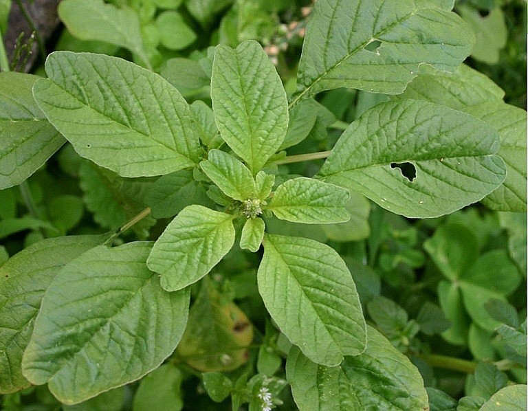 Rau dền cơm ) là loại rau quen thuộc trong bữa ăn người Việt