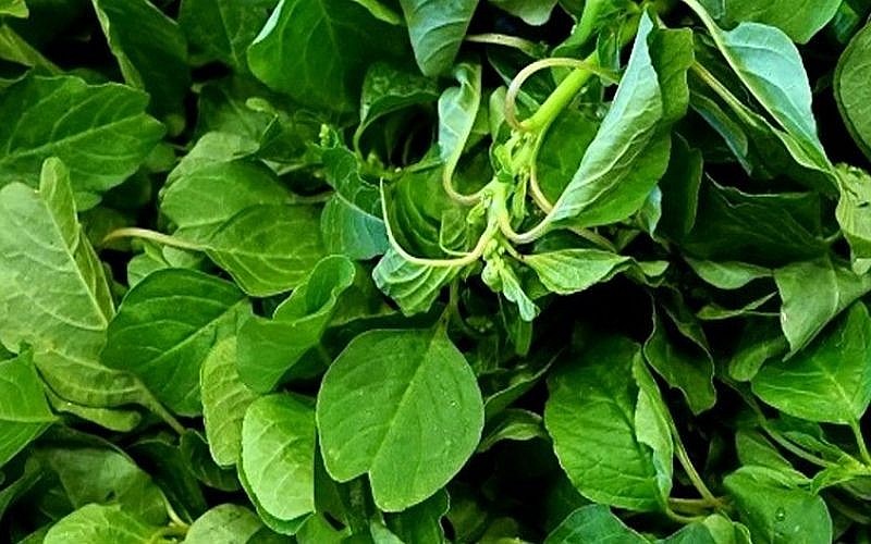 Dền dại thuộc họ dền trắng rất giàu dinh dưỡng