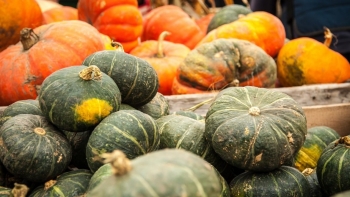 Loại bí tròn ung ủng người Việt ít ăn, bên nhật coi là quả “trường sinh bất lão”