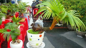 Quả dừa khô tưởng bỏ đi bất ngờ lên đời bonsai toàn những siêu phẩm tiền triệu