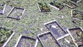 Bí quyết nuôi ốc dày đặc nổi kín mặt nước bán trứng và ốc thịt lãi đều trăm triệu