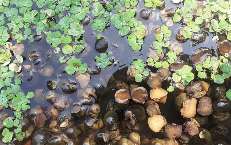 Ốc bươu ta (ốc nhồi, ốc bươu đen) của gia đình chị Hằng chủ yếu ăn thức ăn xanh nên thịt ốc giòn ngon.