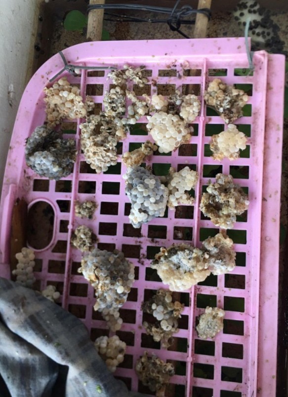 Trứng ốc bươu được đặt trên khay và đưa vào ấp trong các thùng xốp.