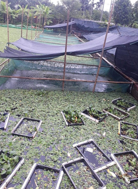 Mô hình nuôi ốc bươu ta của chị Hằng cho hiệu quả kinh tế cao.