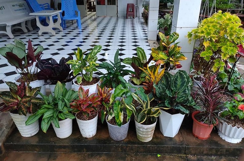 Chị Nghi cảm thấy thư giãn mỗi khi nhìn ngắm kiểng lá vào buổi sáng sớm.