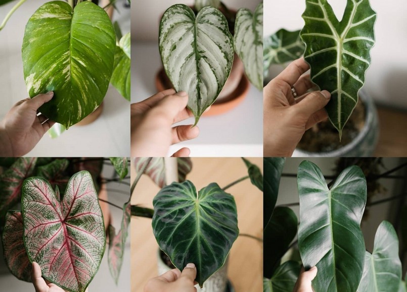 Một số dòng kiểng lá anh Minh sưu tầm được.