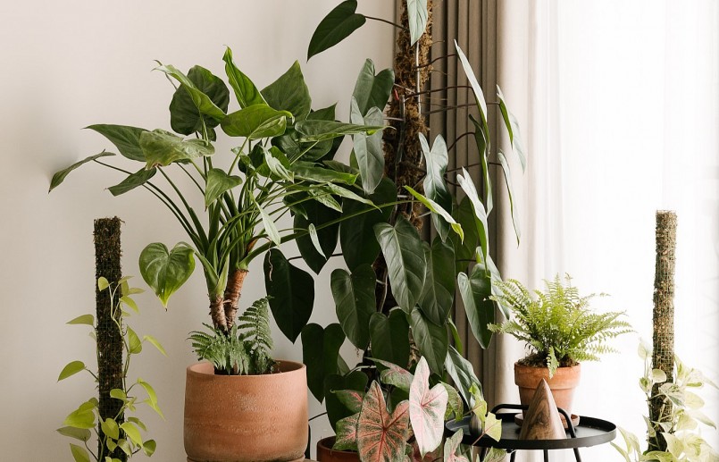 Anh Minh trưng bày kiểng lá ngay trong nhà mình, làm đẹp không gian nhà ở.