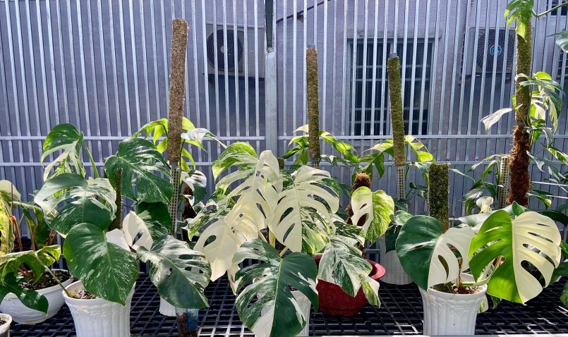 Những cây kiểng lá đột biến của Hạnh.