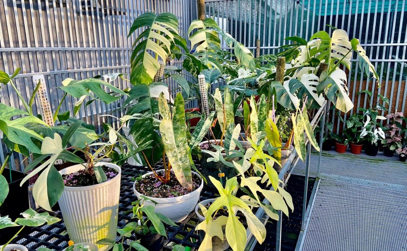 Nhiều người chia sẻ kiểng lá không khó chăm sóc.