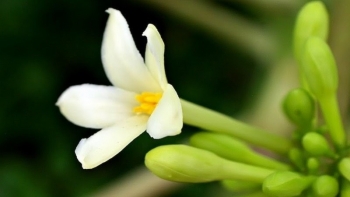 Loài hoa xưa vặt vứt đi, nay vừa là thực phẩm giàu dinh dưỡng, vừa là dược liệu quý