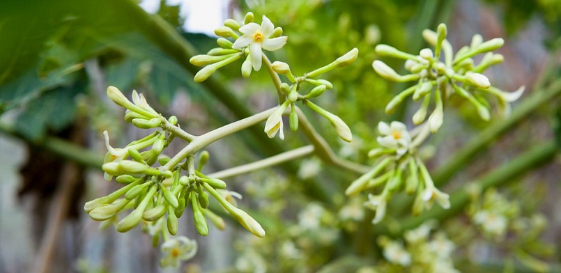 Hoa đu đủ đực