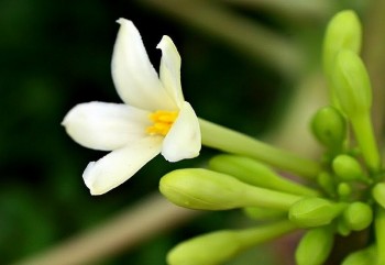 Loài hoa xưa vặt vứt đi, nay vừa là thực phẩm giàu dinh dưỡng, vừa là dược liệu quý