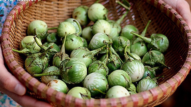 Quả cà đắng có kích thước cỡ bằng đầu ngón tay Quả cà đắng có kích thước cỡ bằng đầu ngón tay