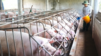 Giá heo hơi hôm nay (13/3) lặng sóng ở đáy 46, tù mù trong dự báo giá heo người nuôi lạc vào “ma trận”