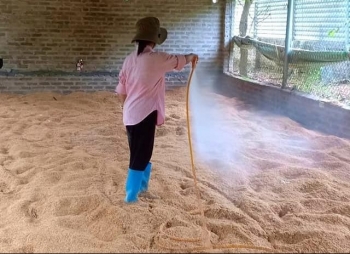 Hướng dẫn sử dụng những phương pháp làm đệm lót sinh học trong nuôi gà