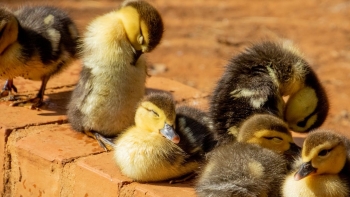 Vịt con mới nở đến 20 ngày tuổi nên cho ăn những loại thức ăn nào?