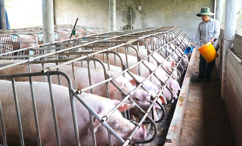 Giá heo hơi hôm nay (13/3) lặng sóng trên cả nước dao động trong khoảng 46.000 - 52.000 đồng/kg. 