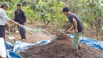 “Biến” phân gà tươi thành phân hữu cơ cho cây trồng