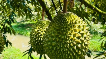 Sầu riêng giảm sốc chưa đầy tháng đã mất 100.000 đồng/kg, liệu đà giảm có kéo dài?