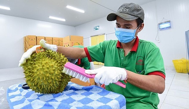 Sơ chế sầu riêng để phục vụ xuất khẩu.