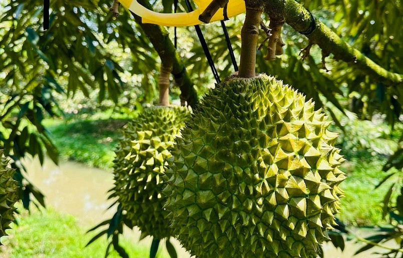 Chỉ chua đầy 1 tháng, giá sầu riêng tại các tỉnh miền Tây giảm mạnh gần 100.000 đồng/kg. 