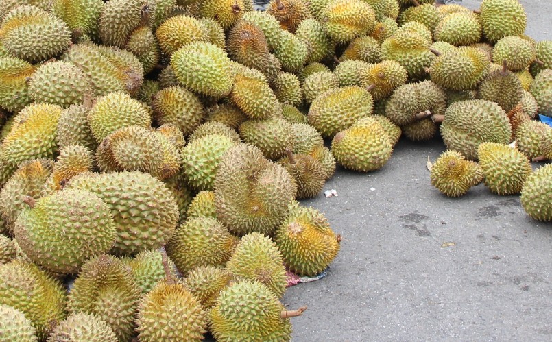 Giá sầu riêng giảm sâu vào thời điểm thu hoạch chính vụ khiến nhà vườn lo lắng.