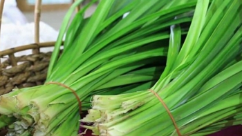 Cây dại xưa nhổ đi chẳng hết nay là đặc sản phố nhờ mùi hương thơm lừng, đếm lá kiếm tiền triệu