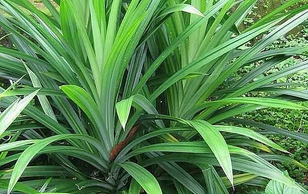 Cây dứa thơm xưa mọc hoang trong vườn, giờ cho hiệu quả kinh tế cao.