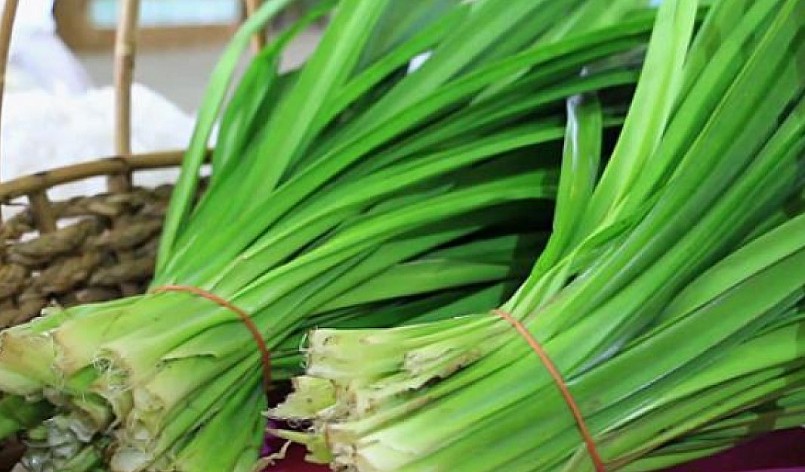 Lá dứa thơm xưa mọc hoang trong vườn quê này là hàng hót trên thành phố.