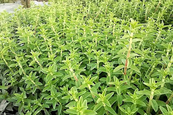 Rau ngổ còn gọi là rau ngổ thơm, rau ngổ trâu, cúc nước