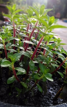 Loại rau gia vị giúp giải độc thanh nhiệt lại dễ trồng nhất quả đất, chỉ cần "ngửi" thấy hơi nước là sống