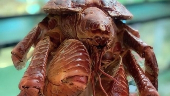 Loại cua càng to hơn người như "quái vật" là đặc sản cực hiếm, giá chục triệu mỗi con