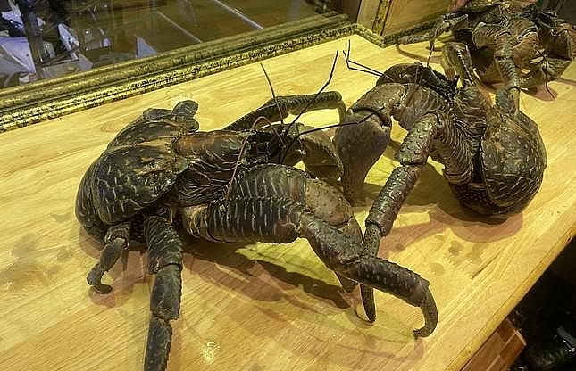 Mỗi con cua độc lạ này có trọng lượng từ 1,5-2kg, chiều dài sải chân khoảng 40-50 cm. 