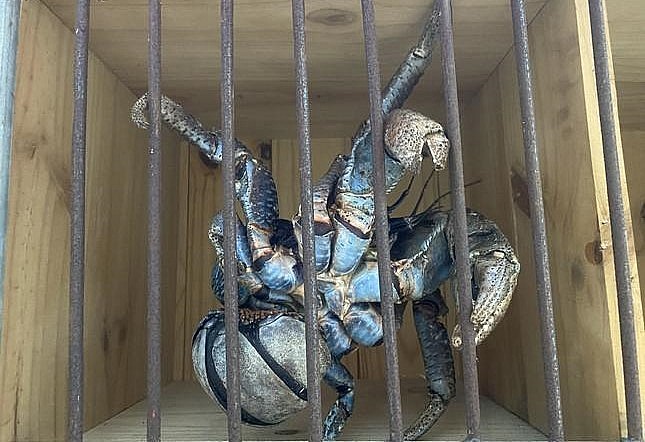 Cua được nhốt trong lồng sắt kiên cố đề phòng xổng chuồng.