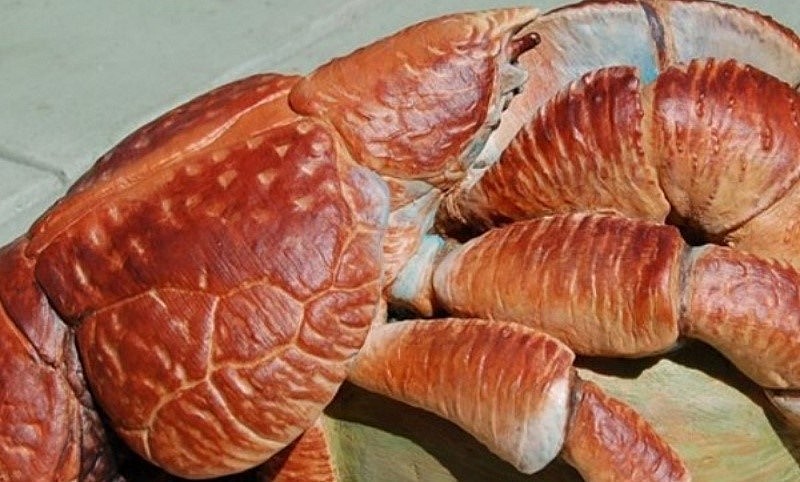 Cua dừa độc lạ được chế biến thành món cua dừa rang muối.