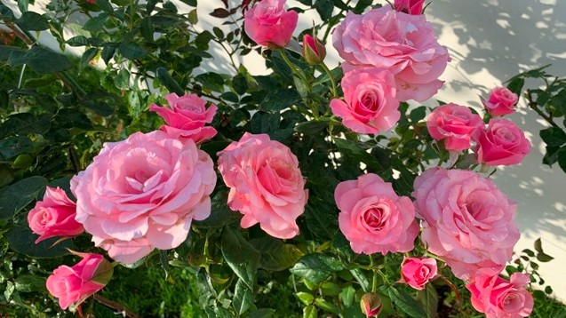 Thứ cay xé lưỡi này tưới một chút cho cây cảnh giúp hoa nở bung rực rỡ, sâu bệnh không dám tới gần