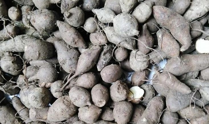 Củ tam diệp thanh thoạt nhìn như củ khoai lang hiện được bán tại Trung Quốc với giá 700 nghìn đồng/kg.